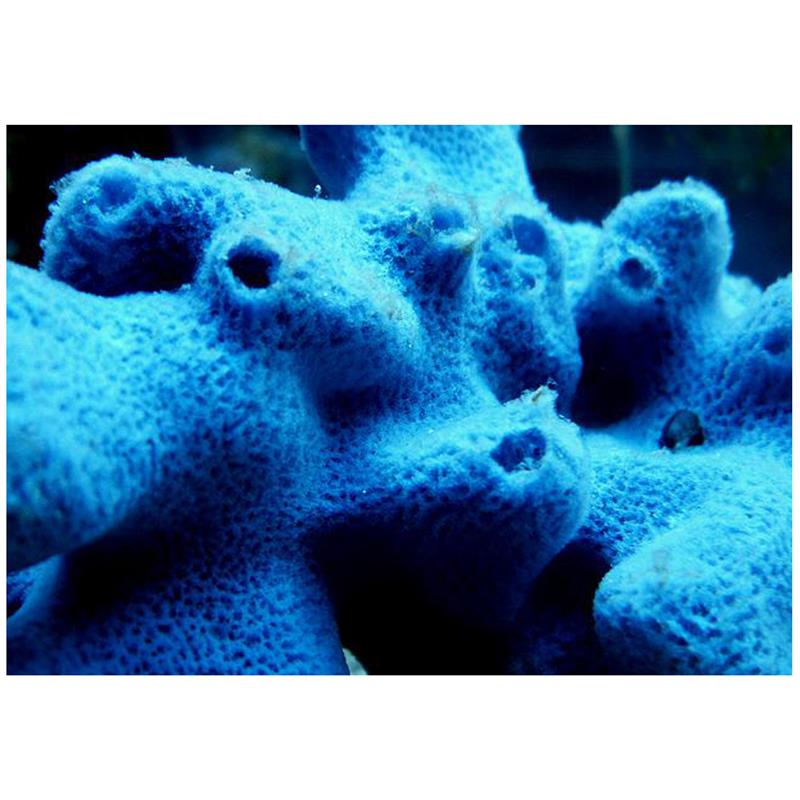 Bureti albastri Haliclona sp. - imagine 4